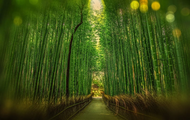 Arashiyama Bamboo Forest