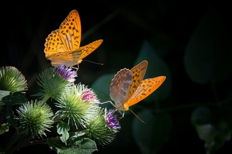 Butterfly Wings